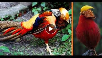 Meet The Golden Pheasant-Commonly Known As The Most Beautiful Bird On The Planet
